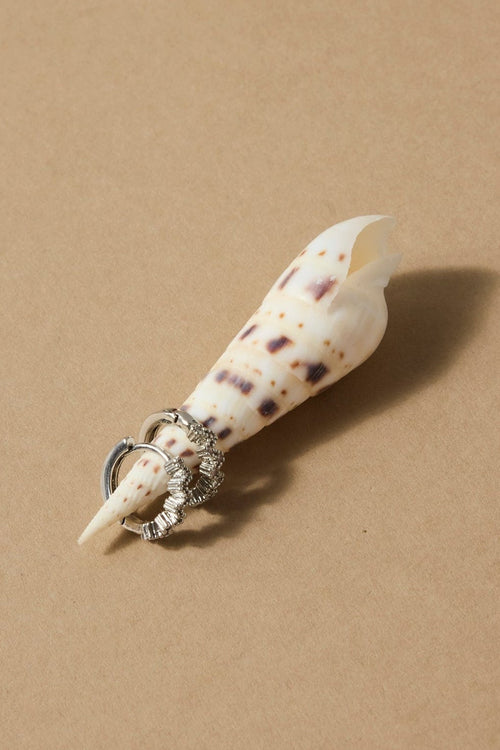 Shell with a decorative ring on a beige background