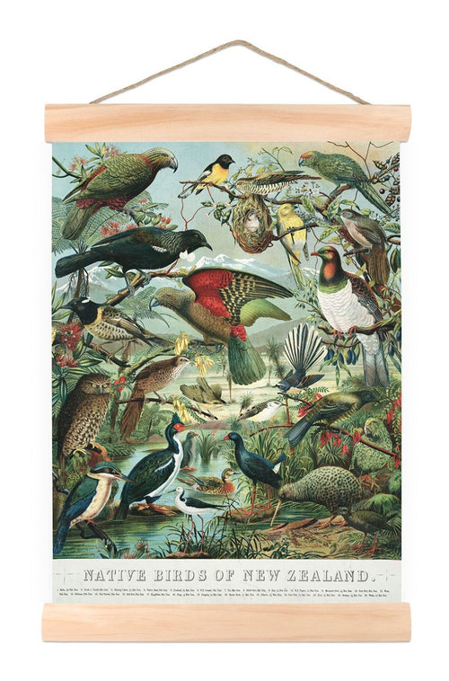 Native Birds of New Zealand Wall Chart Small 310mm Wide HW Art - Wall Decor, Clock, Wall Mirror 100% NZ   