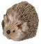 Furry Hedgehog Small